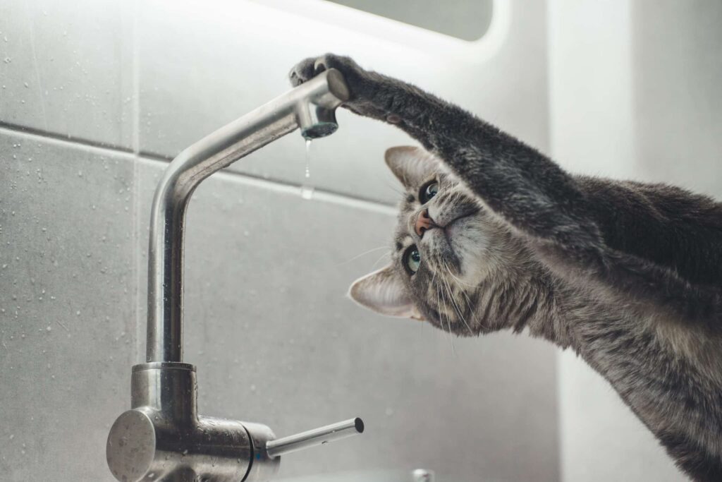 greyscale photography of cat beside faucet