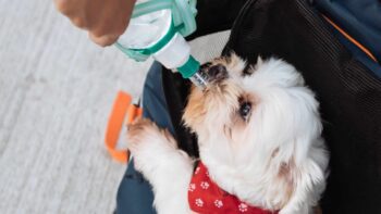 What You Need to Know About Your Dog and Dehydration