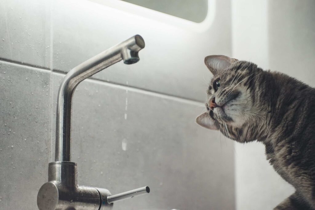 cat in front of faucet