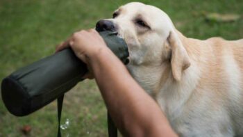 How to Get Your Older Dog to Drink More Water