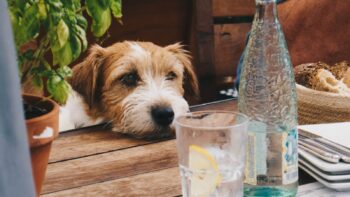 What Is The Best Water for Pets?