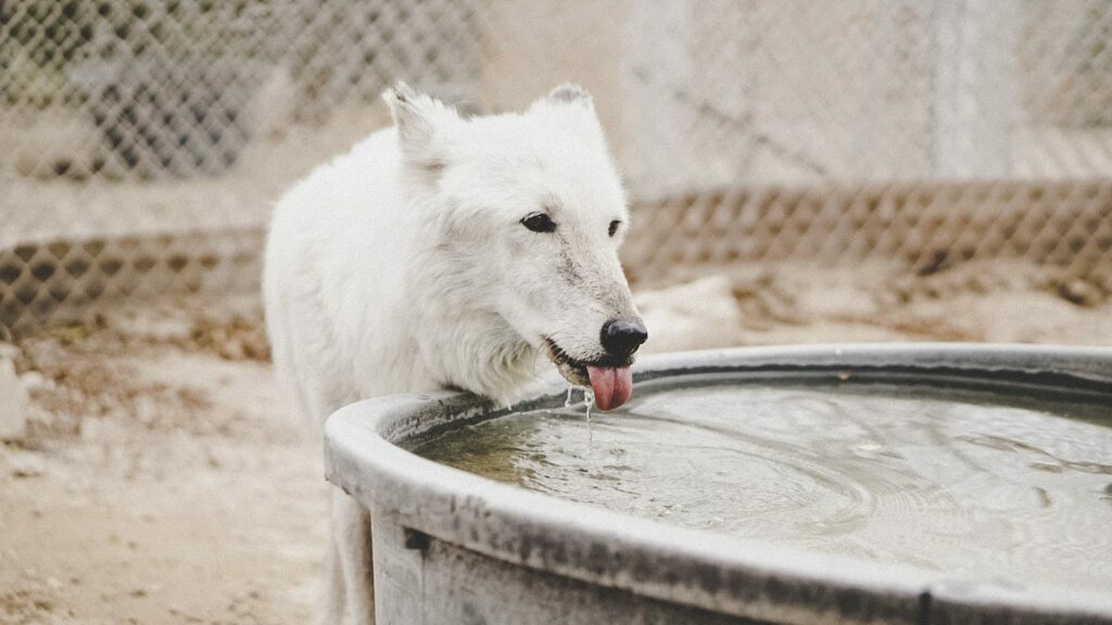 short-coated white dog drinking water from filled container