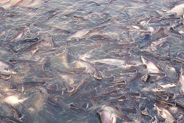 group of Pangasius fish at Chao Phraya River