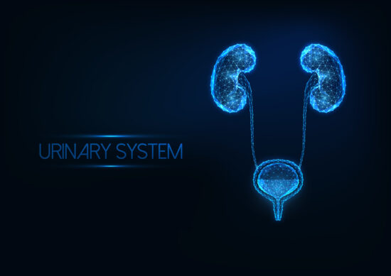 Futuristic human urinary system concept with glowing low polygonal anatomical kidneys and bladder isolated on dark blue background. Modern wire frame mesh design vector illustration.